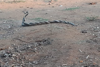 mysore snake