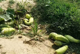 cucumber farming