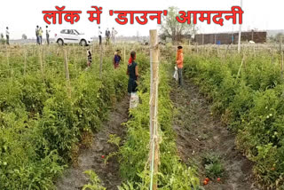 farmers-are-getting-spoiled-in-narsinghpur