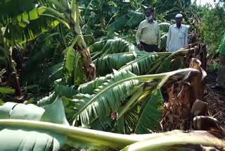 Thousands of banana plants hit by the storm