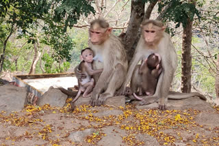 Local People Providing Food For Monkeys