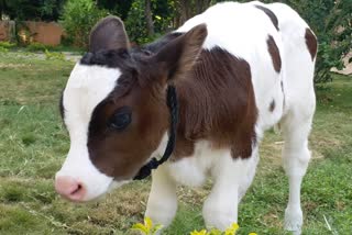 Baiyyappanahalli police save and caring a cow calf