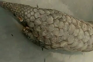 Pangolin found in tribal village of Jamtara