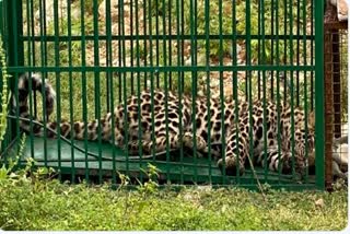 The second leopard was captured in a cage in 3 days