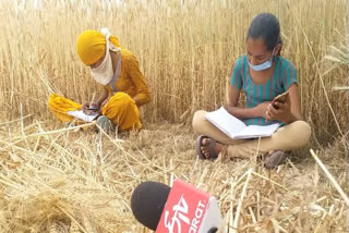students-studying-with-harvesting-wheat-in-fields-in-haryana