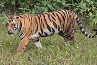 tiger-attacked-on-a-person-in-chandrapur