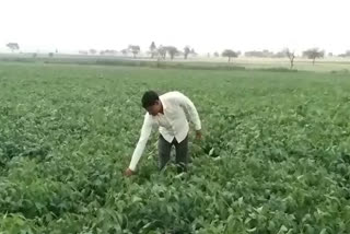yield of soybean