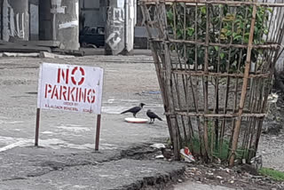 chirang-food-to-street-dogs-and-birds-rtu