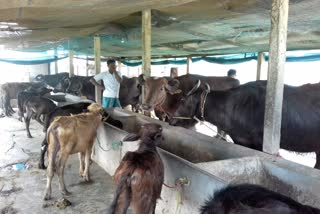 Karupetiya Buffalo milak sellers are on loss