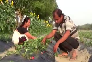 Barpeta farmer is in loss