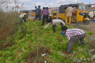 due-to-lockdown-farmer-left-coriander-on-the-road-at-guntur