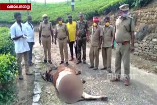 valparai leopard attack