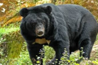 Bear at Mount Abu, सिरोही न्यूज़