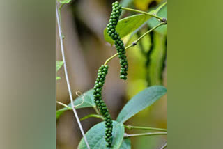 Pepper trade resumes in Kochi amid COVID-19 lockdown