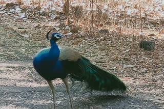 villagers feeding to peacock amid corona lockdown in meri mhasrul nashik