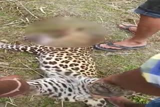 Leopard killed by people at Ahom gaon of Golaghat