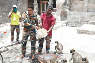 forest department gave food and water to monkey at ankai fort