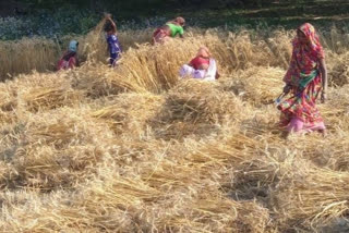 haryana wheat crop