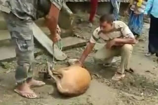 Deer Rescued at Kaliabor