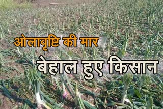 crops damaged due to hailstone in poanta