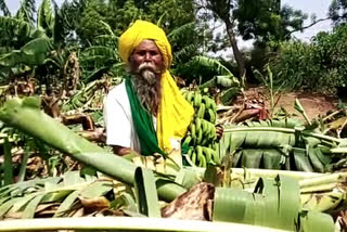 The rains destroyed the banana crop of farmers