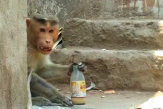 monkeys-are-suffering-from-hunger-due-to-lock-down