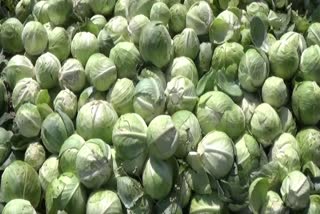 cabbage loss farmers request for relief