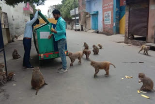 नगर निगम ने भूखे प्यासे जानवर और चिड़ियों को कराया भोजन