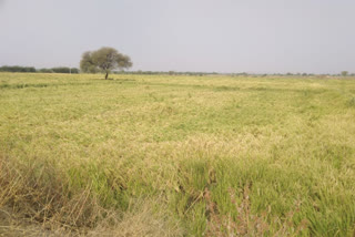 Paddy crop damage in premature rain at surapura