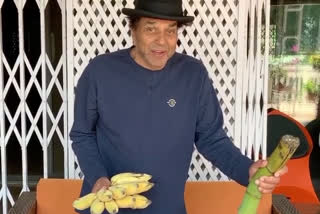 Dharmendra, Dharmendra shares video of fruits grown, धर्मेंद्र, धर्मेंद्र ने लॉकडाउन के दौरान खेतों में उगाए फल