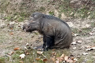 wild pig injured in korba