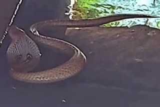 cobra-snake-rescued-in-gangavathi