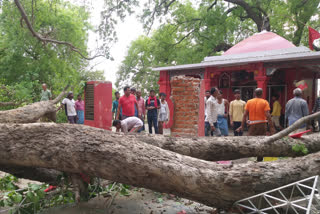 तूफान से हजारों साल पुराना पेड़ गिरा