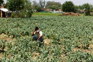 Hailstorms destroyed farmers' crops in noida sector 80 kakrala village