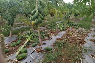 destroy-the-papaya-crop-for-rain