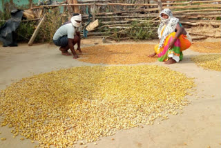 sukma forest food produce