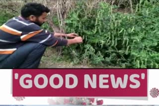 ex-serviceman-rakesh-bisht-is-doing-organic-farming-in-chamo