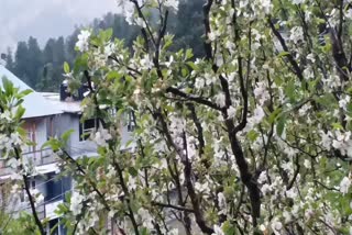 rain and snowfall in kinnaur district