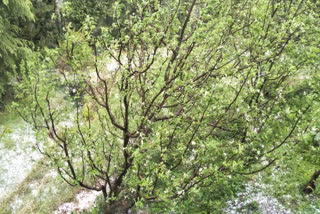 Damage to apples due to hailstorm