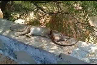 monkeys are dying from two days in kurnool district