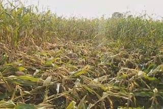 crop-destroyed-due-to-heavy-rain-gonpipri-chandrapur