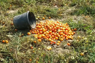 Vegetable waste due to unseasonal rains in sahibganj