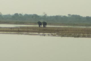 elephants reached arang