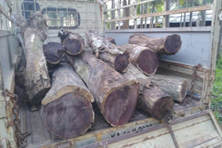 illegally Beatty wood pieces seized