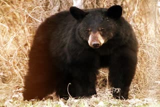 Poachers kill bears