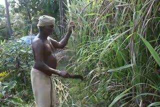 Sugarcane farmers in crisis  കരിമ്പ് കര്‍ഷകര്‍  കണ്ണൂര്‍ വാര്‍ത്തകള്‍  കരിമ്പ് വിളവെടുപ്പ്  Sugarcane  Sugarcane farmers