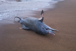 dead-dolphin-found-in-sindhudurg