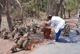 Stray animals are not getting food