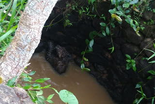 The baby leopard that fell into the well