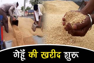 wheat purchasing started in radaur anaj mandi